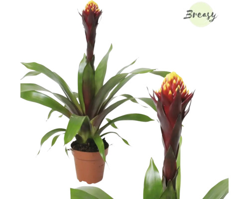 Guzmania FloraSelf Guzmania-Cultivars 'Akabar' H 35-50 cm Ø 12 cm Topf