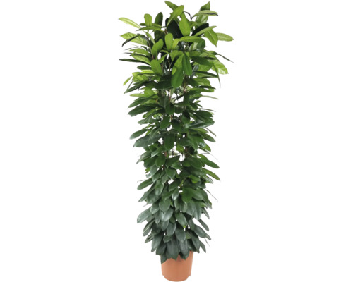 Figuier africain FloraSelf Ficus cyathistipula h env. 180 cm pot Ø 32 cm