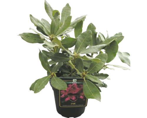 Rhododendron in einem Topf mit einem Etikett, das die Sorte beschreibt