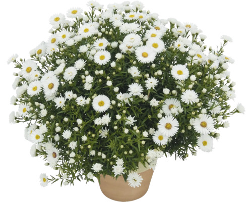 Topf mit buschigen, weißen Herbstastern