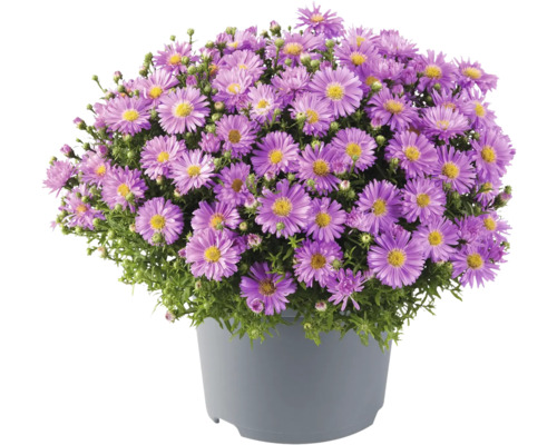 Topf Herbstaster mit violetten Blüten