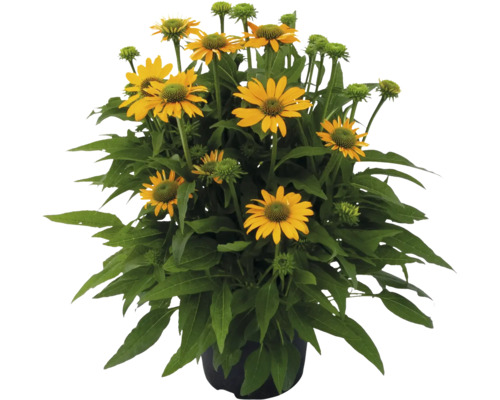 Gelber Sonnenhut in einem Topf.