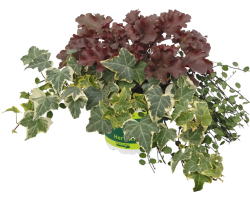 TrioMio Herbstzauber FloraSelf Staudenkombination für Pflanzkübel H 10-40 cm Co 5 L