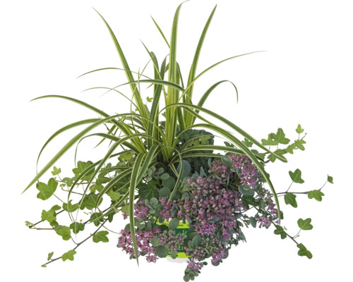 Arrangement aus Zierpflanzen für den Aussenbereich