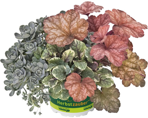 Herbstzauber Topfpflanze mit verschiedenen Blattformen und -farben