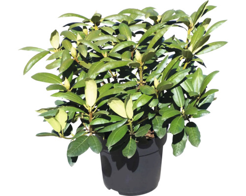 Rhododendron im Topf