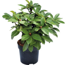 Rhododendron en pot