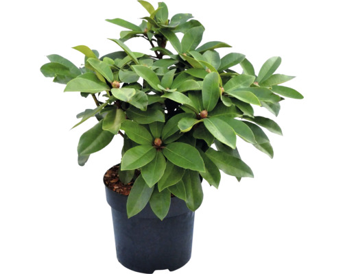 Rhododendron im Topf