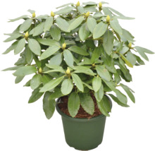 Rhododendron im Topf mit grünen Blättern und Blütenknospen.
