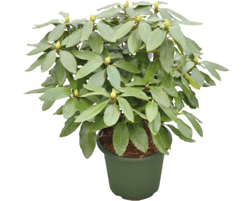 Rhododendron en pot avec des feuilles vertes et des boutons floraux.