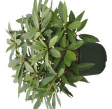 Rhododendron en pot vu du dessus