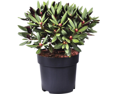 Rhododendron im Topf