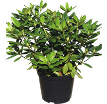 Großblumige Alpenrose, Rhododendron FloraSelf Rhododendron 'Catawbiense Grandiflorum' H 60-70 Co 15 L
