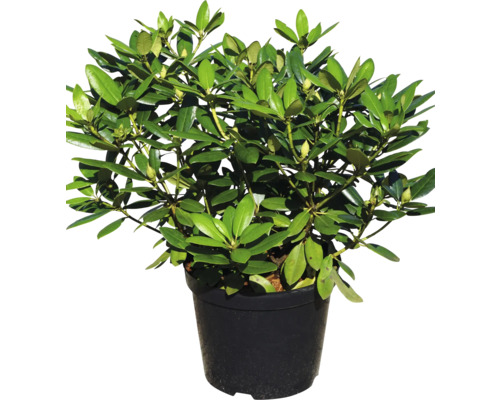 Rhododendron im Topf für den Garten