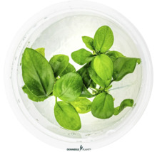 Zwergspeerblatt - Anubias barteri nana In-Vitro