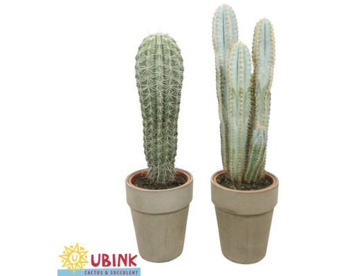 Mélange de cactus FloraSelf pot Ø 18 cm gris sélection aléatoire de variétés