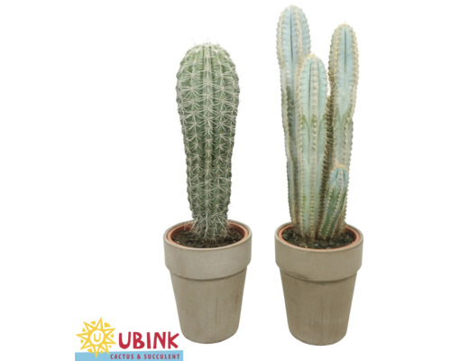 Mélange de cactus FloraSelf pot Ø 18 cm gris sélection aléatoire de variétés Deux plantes de cactus en pots