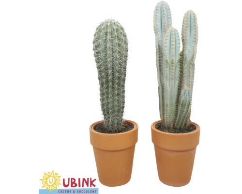 Mélange de cactus FloraSelf pot Ø 18 cm terre cuite sélection aléatoire de variétés Deux cactus en pot en terre cuite