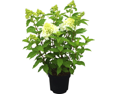 Rispenhortensie in einem Topf