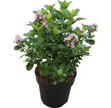Heckenmyrte im Topf mit grünen Blättern und rosa Blüten
