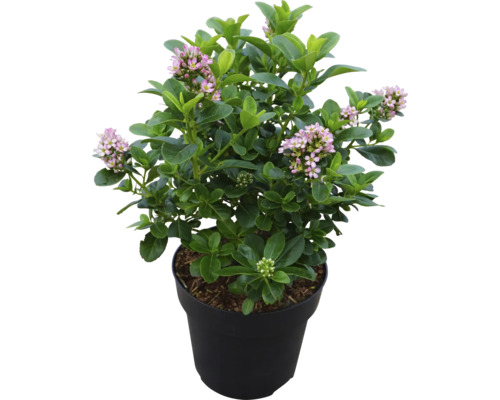 Arbuste andin 'Pink Elle' FloraSelf Escallonia ‘Pink Elle‘ H 30-40 cm Co 4,5 L Faux buis en pot avec des feuilles vertes et des fleurs roses