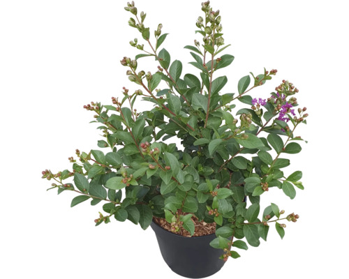 Lilas des Indes FloraSelf Lagerstroemia indica ’Purple Star’ 60-80 cm Co 6 l