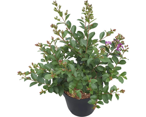 Toskana-Flieder, Indischer Flieder FloraSelf Lagerstroemia indica ’Purple Star’ 60-80 cm Co 6 L