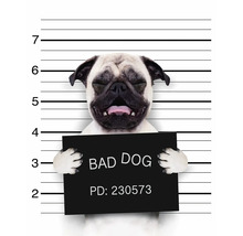 Mops in einer Verbrecherkartei mit dem Schild schlechter Hund