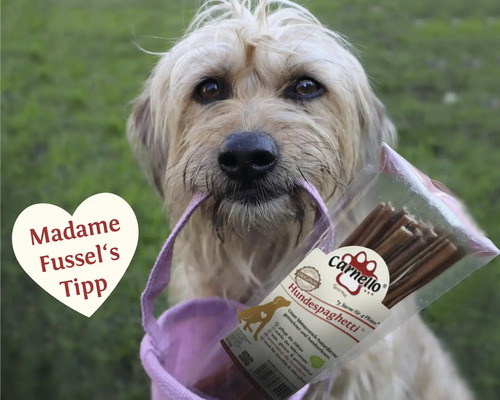 Chien avec paquet de spaghettis pour chiens Carnello dans la gueule