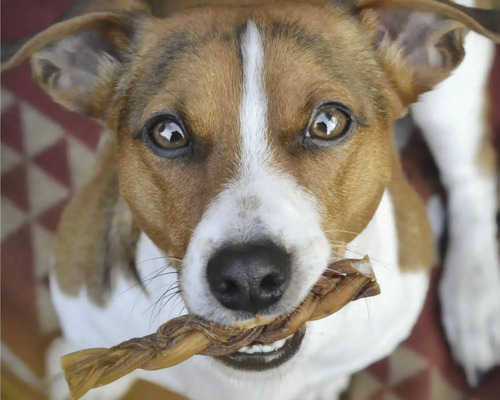 Hund mit Kauartikel im Maul