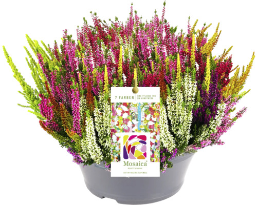 Bruyère FloraSelf 7 couleurs Calluna vulgaris 'Beauty Ladies Mosaica' pot Ø 23 cm diff. couleurs