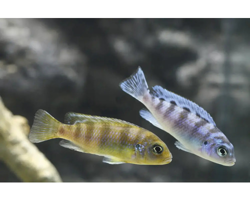 Fisch Prachtmaulbrüter - Maylandia lombadoi, Lilienmaulbrüter, Lombardos Maulbrüter