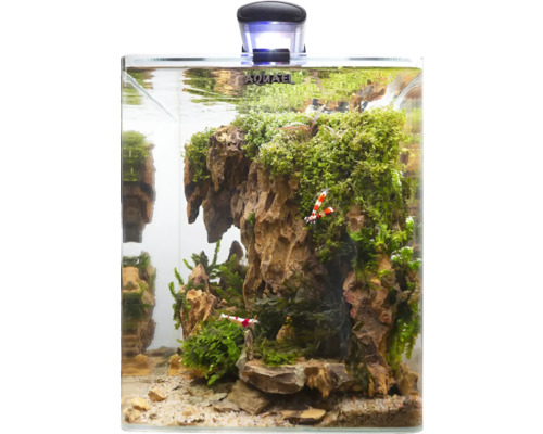 Aquarium avec plantes, pierres et crevettes