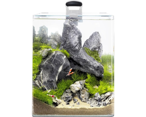 Aquarium décoratif avec pierres, plantes et crevettes