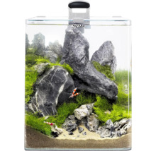 Aquarium aménagé avec pierres, plantes et crevettes