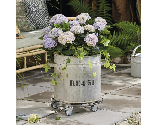 Hortensia dans un pot galvanisé sur une planche à roulettes dans le jardin.