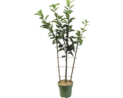 Pommier en pot avec structure de support
