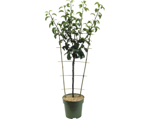 Arbre en pot avec support à plantes grimpantes