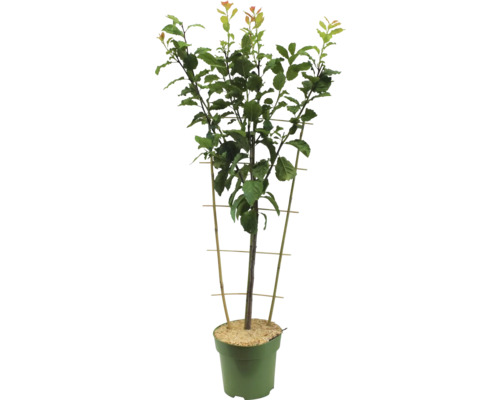 Obstbaum im Topf mit Rankhilfe