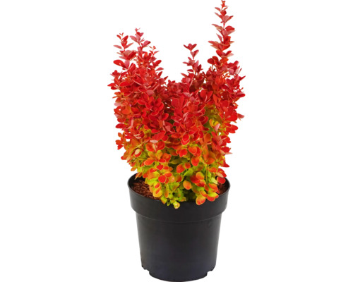 Épine-vinette 'Orange Ice' FloraSelf h 30-40 cm Co 2,8 l