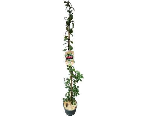 Prunier colonnaire Ruby FloraSelf Bio Prunus domestica 'Columnar Ruby' H 130-150 cm Co 7,5 l autofertile Prunier colonnaire Ruby FloraSelf Bio Prunus domestica 'Columnar Ruby' H 130-150 cm Co 7,5 l autofertile