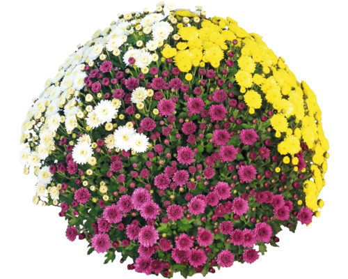 Chrysanthème Party Trio FloraSelf Chrysanthemum indicum Trio pot Ø 19 cm diamètre de la plante env. 55 cm sélection aléatoire de variétés