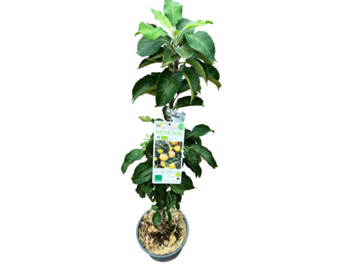 Pommier nain colonnaire bio FloraSelf Bio Malus Starline 'Orange Crimson' h 60-80 cm Co 7,5 l Pommier nain colonnaire bio FloraSelf Bio Malus Starline 'Orange Crimson' h 60-80 cm Co 7,5 l