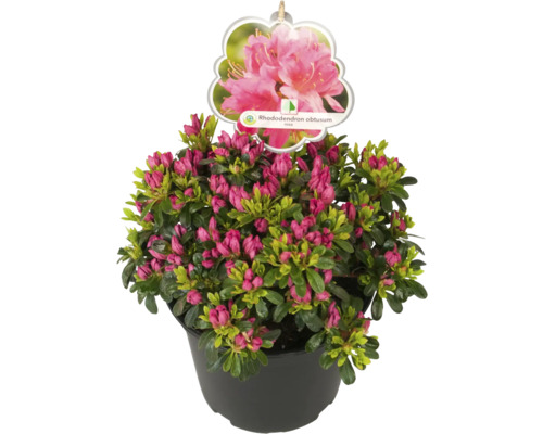 Japanische Azalee im Topf mit Knospen