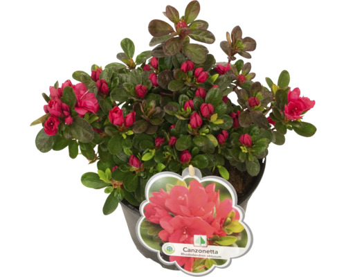 Azalee Canzonetta im Topf mit roten Blüten