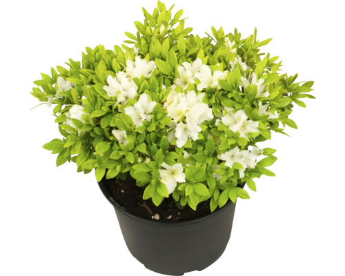 Azalée en pot avec fleurs blanches et feuilles vertes