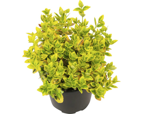 Fusain jaune multicolore FloraSelf Euonymus fortunei "Emerald n Gold" pot Ø 13 cm