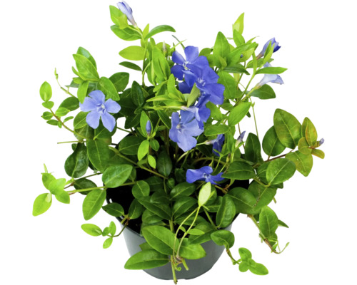 Petite pervenche FloraSelf Vinca minor pot Ø 13 cm Pervenche en pot avec des fleurs bleues et des feuilles vertes.