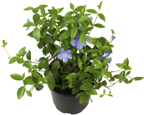 Immergrün Pflanze im Topf