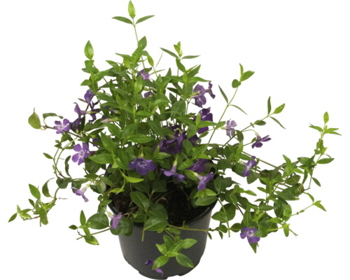 Immergrün mit lila Blüten im Topf